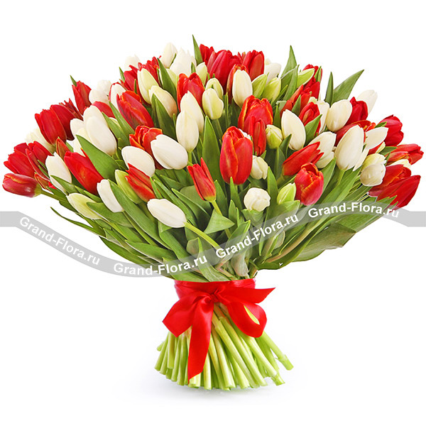 101 бело-красный тюльпан 